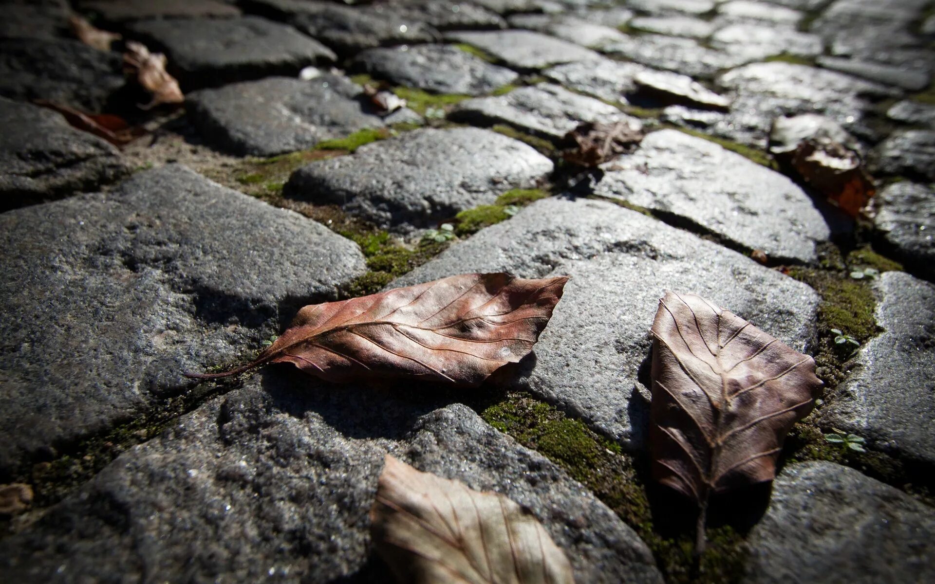 Leaf stone. Каменная дорога. Листья на камнях. Мостовая осень, листья. Опавшая листва.