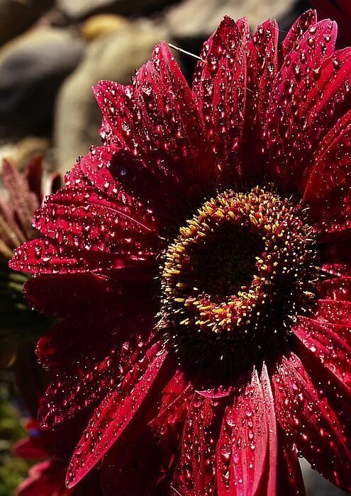 Pin on COLOUR Flowers photography wallpaper, Flowers photography beautiful, Bord