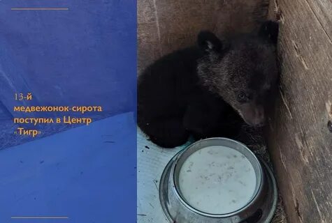 Центр спасения медвежат
