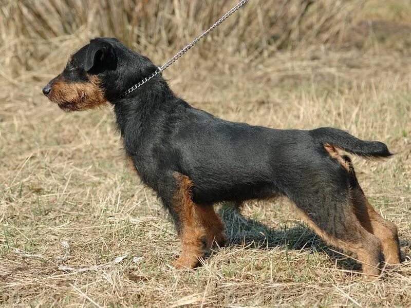 Кокер спаниель гончая. Собака охотничья. Охот мал. Собака охотничья. Охот мал.