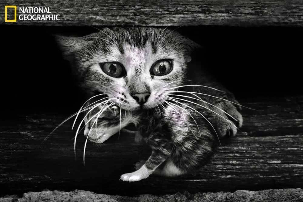 Кот стучит зубами. Кот задумчивый. кошка несет котенка в зубах. кот держит в зубах котенка.