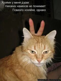 Коте дурак