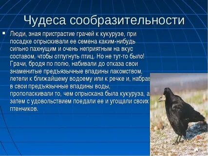 Грачей 2 3 предложения