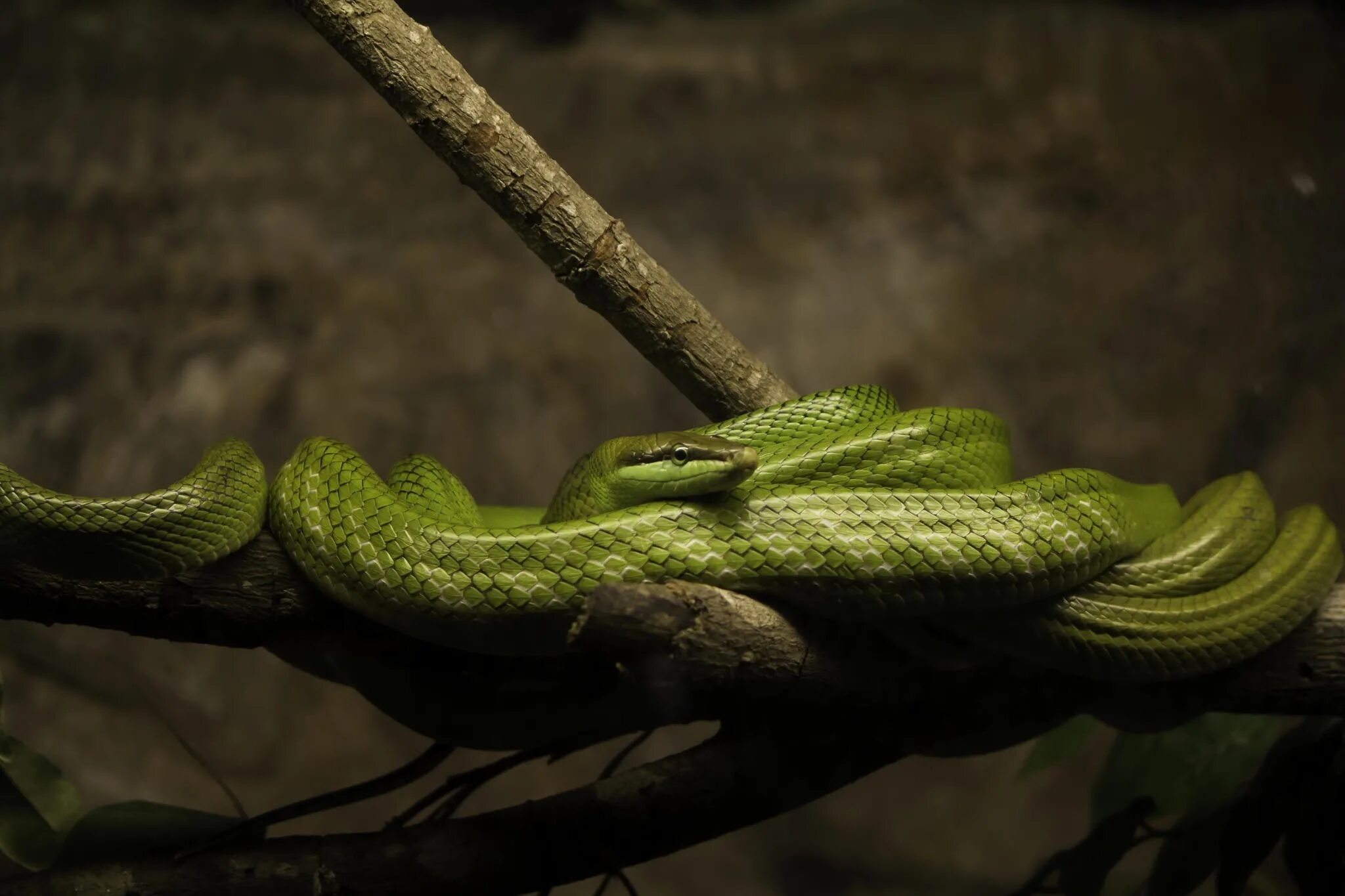 Text snake