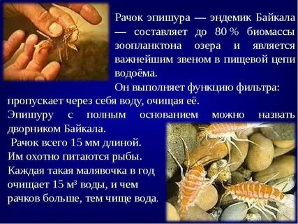 Название рачка который фильтрует воду в байкале