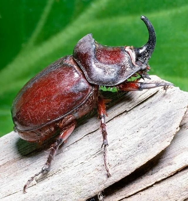 Жуки монако. Голубой жук нарывник. Насекомые вредители. Chiasognathus grantii. Жук с рогами.