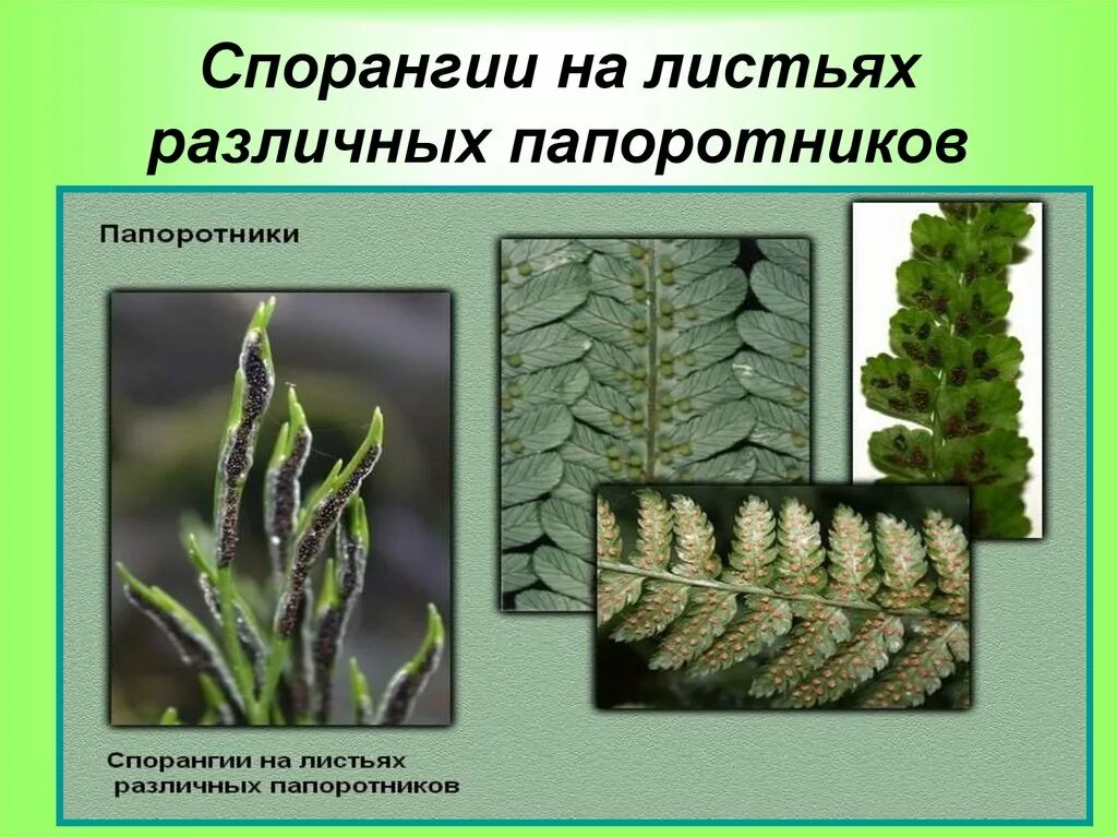 Строение листа папоротника. Ткани папоротника орляка. Папоротник многоножка полиподиум. Папоротник орляк сорусы. Ткани папоротника орляка.