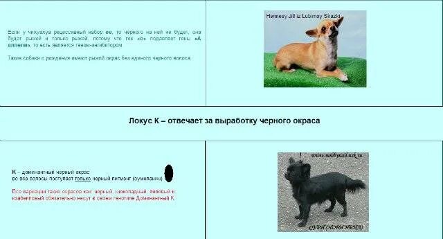 Сколько типов шерсти у собак. Генетика окрасов чихуахуа. окрасы чихуахуа таблица. виды шерсти чихуахуа. генетика окрасов чихуахуа в картинках.