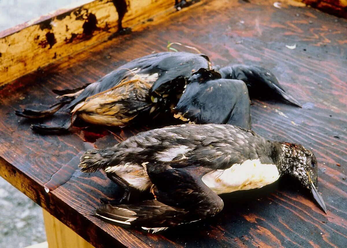 Разлив нефти птицы. Загрязнение нефтью птицы. Экологическая катастрофа птицы.