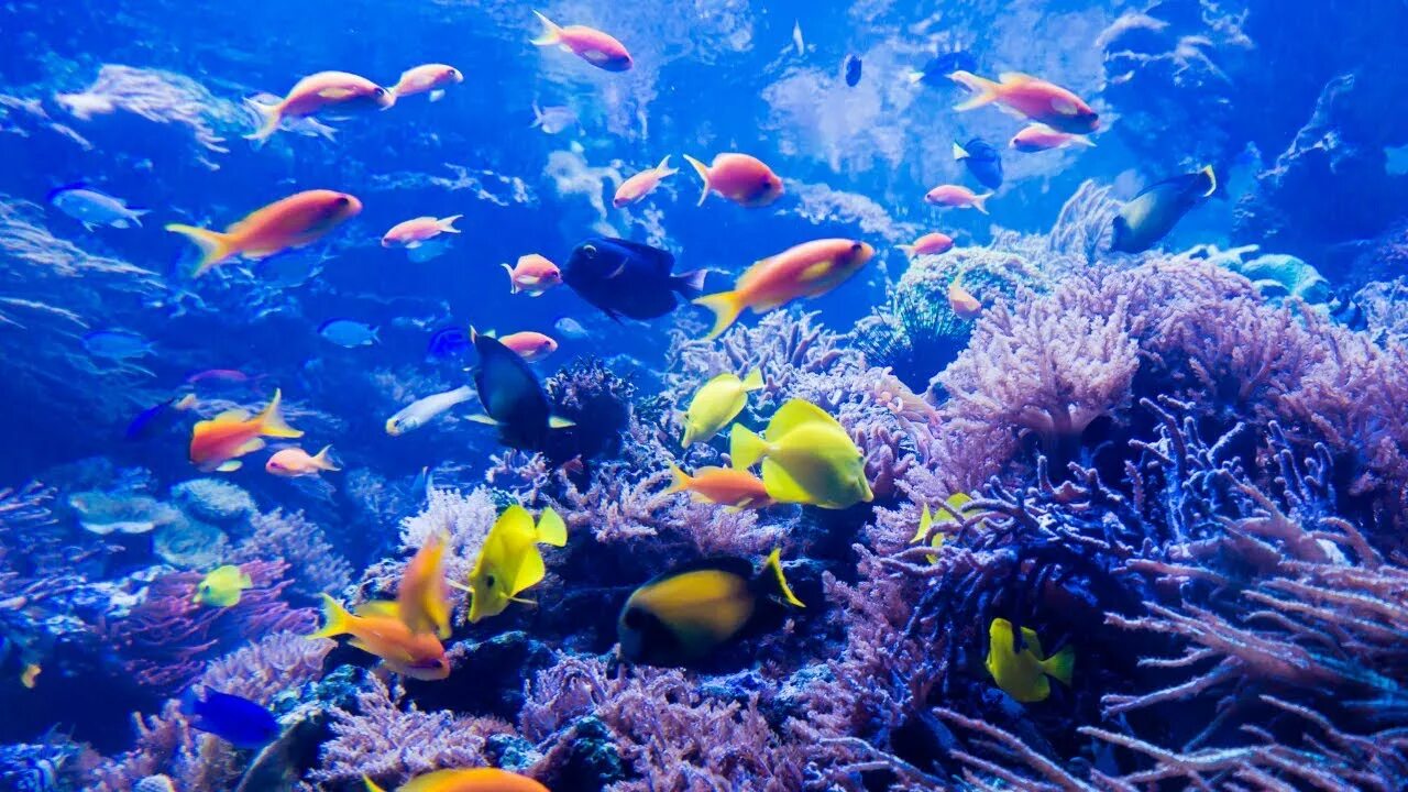 Marine life. Новая зеландия тихий океан. Marine life. Подводный заповедник жак кусто. Коралловые рыбки.