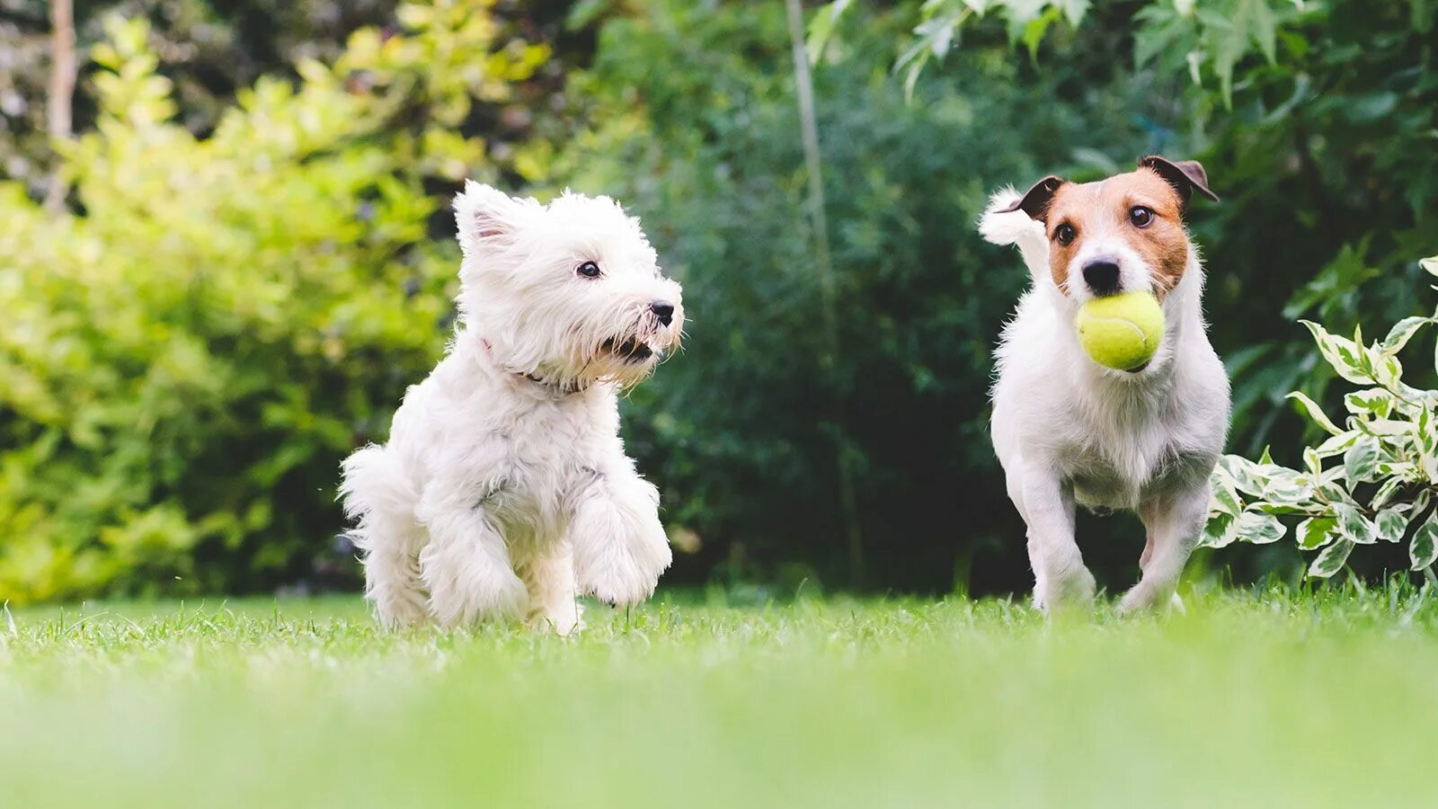 We two dogs. Джек-Рассел-терьер. Вест хайленд Блэк терьер. Джек Рассел Уайт терьер. Вест хайленд Уайт терьер и Джек Рассел терьер.