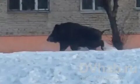 Я увлекся преследованием диких кабанов и заблудился
