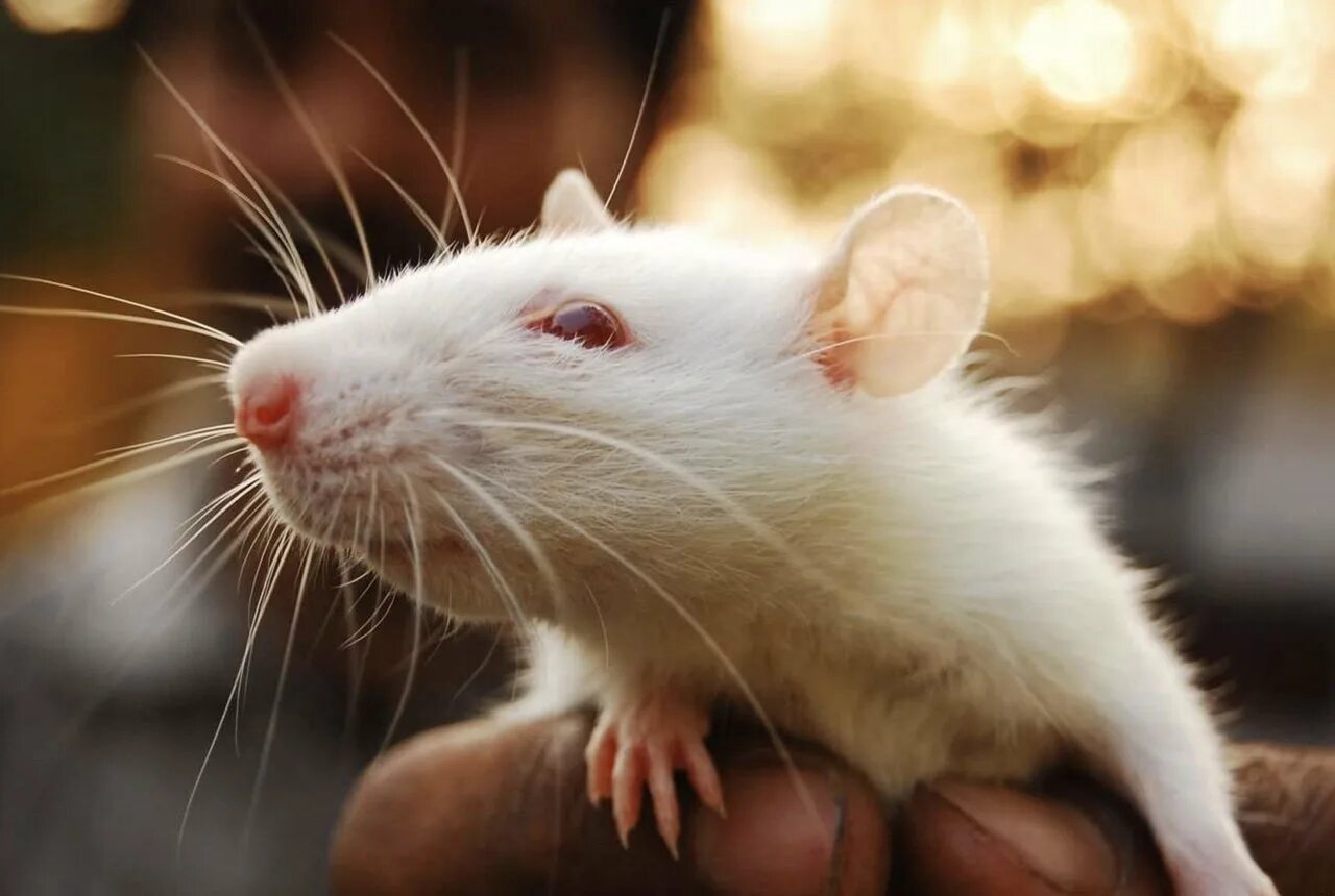 Сон белые крысы много. Сон белые крысы много. Бульдоговая крыса. Маленькие крысы. Большая белая крыса.
