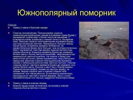 Где обитают поморники