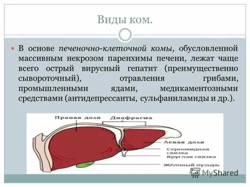 Плотность паренхимы печени снижена что. Плотность паренхимы печени снижена что