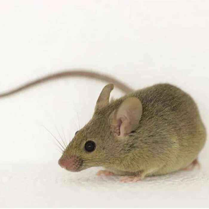 Средняя мышь