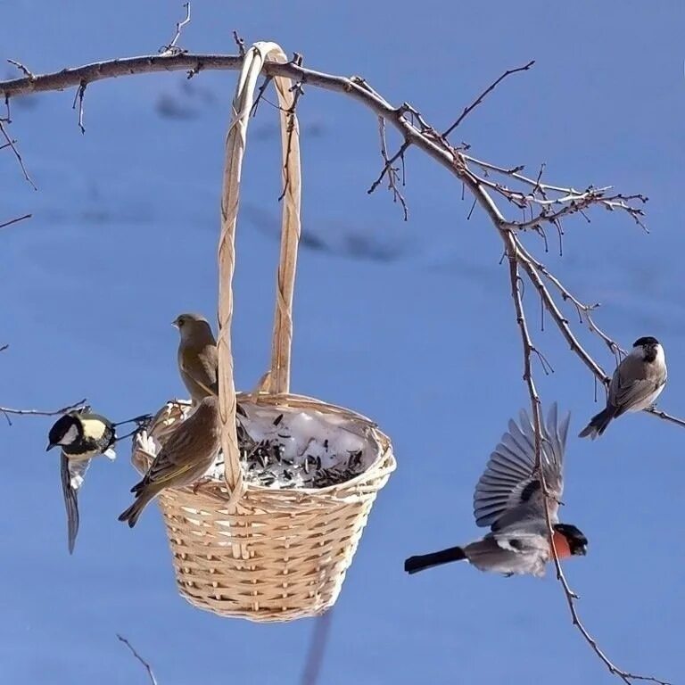 Птицы в гнездах зимой. Клёст-еловик зимой. Гнездо для птиц. Сова зимой. Птенцы зимой.