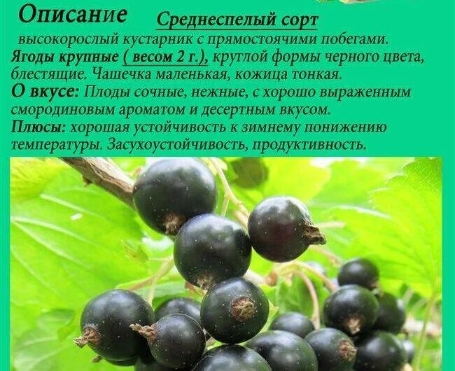 Смородина черешневая. Смородина ильинка описание. Смородина ильинка описание. Смородина ильинка описание. Смородина виксне.