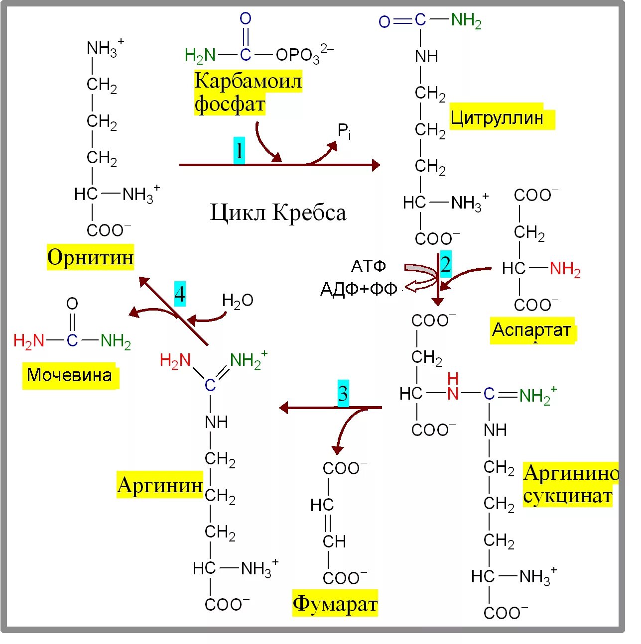 Синтез мочевины биохимия. Синтез мочевины биохимия реакции. Цикл мочевинообразования биохимия. Орнитиновый цикл мочевины. Орнитиновый цикл реакции