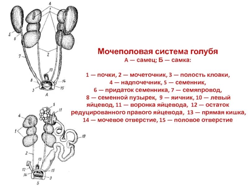 Основная функция почек у млекопитающих животных
