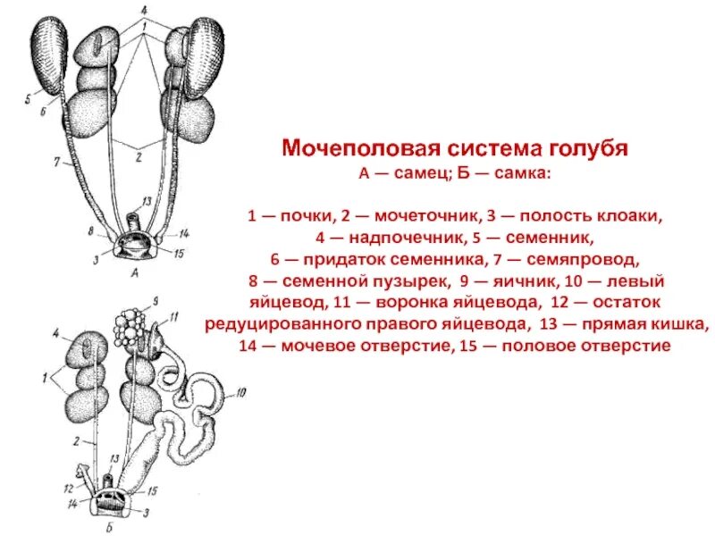 Женская половая система млекопитающих. Мочевыделительная система почки мочеточники. Схема выделительной системы кролика. Мочеполовая система голубя. Схема мочеполовой системы.