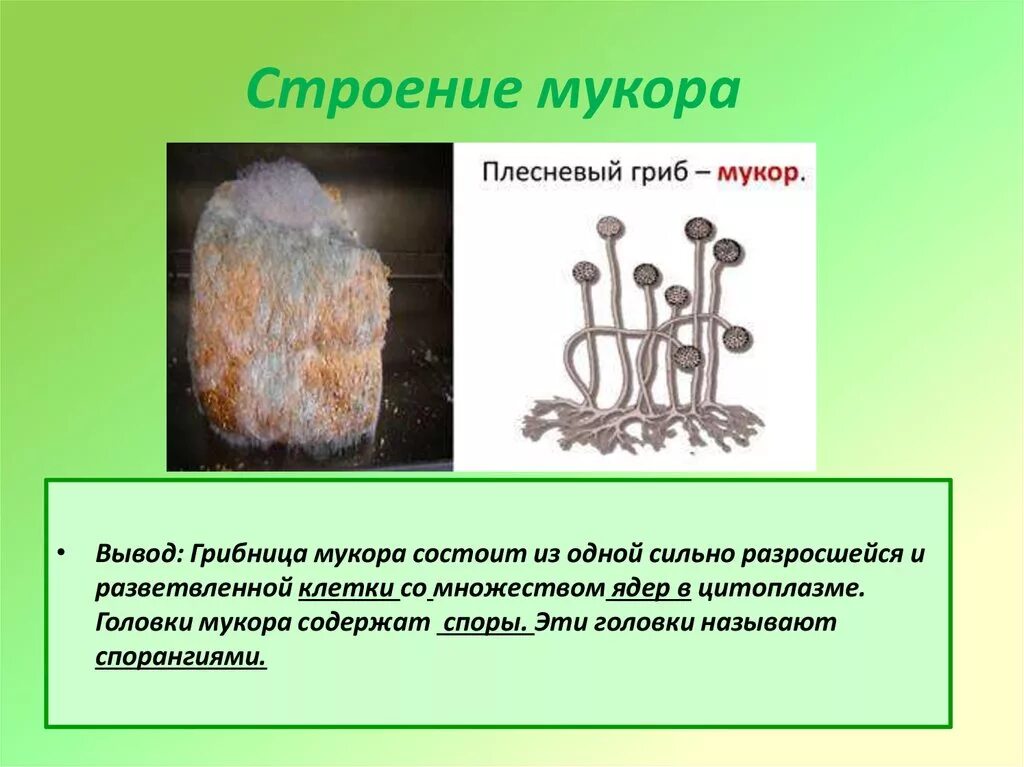 Картинки СТРОЕНИЕ МУКОРА КРАТКО