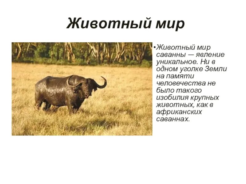 Сообщение о саванне 1 класс. Сообщение о животном саванны. рассказ о животных саванны. животные саванны доклад. животные саванны 1 класс доклад.