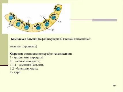 Фолликулярные клетки