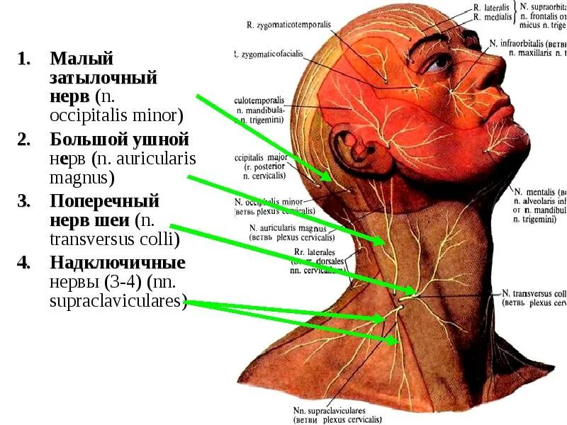 Малый затылочный нерв и большой ушной нерв. Большой ушной нерв латынь. Шейное сплетение иннервация. Нервы шейного сплетения кожные ветви.