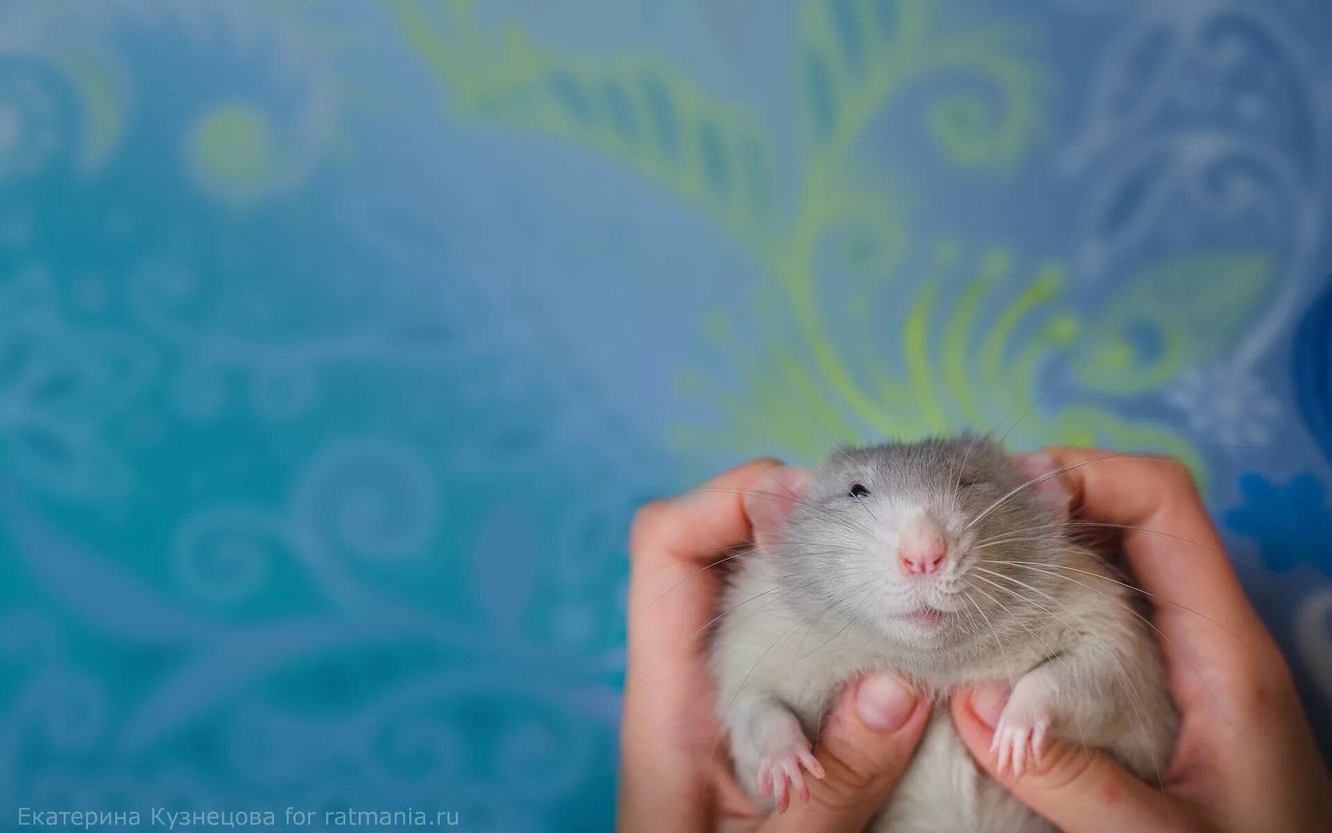 Ратмания крысы. Ратмания. Обои на рабочий стол крысы. Крыса на заставку. Персиковая крыса.