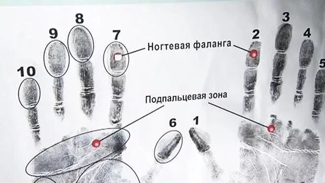 Ногтевая фаланга на руке. Строение ногтевой фаланги пальца руки. Следы перчаток в криминалистике. Фаланги пальцев криминалистика. Ногтевая фаланга пальца руки криминалистика.