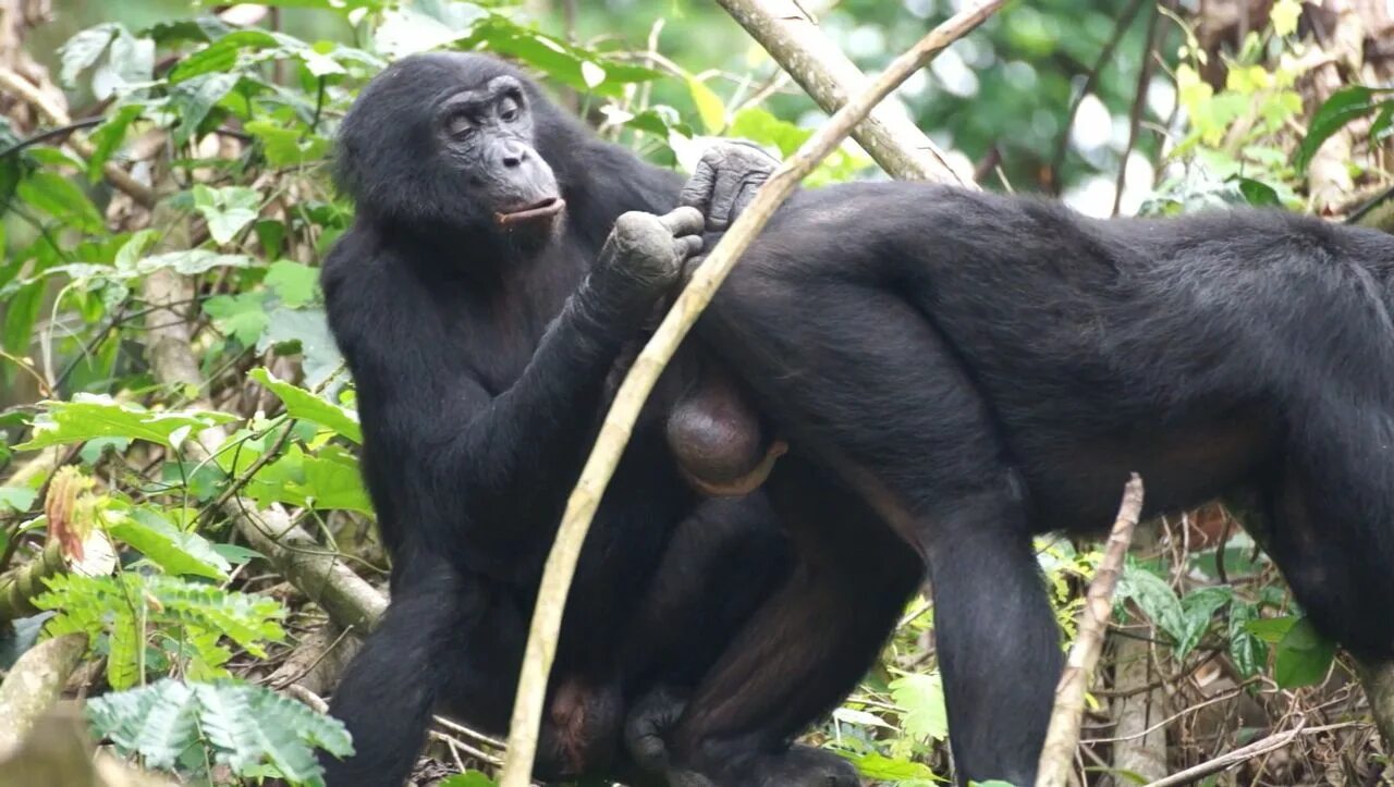 Шимпанзе бонобо. Шимпанзе спариваются. Горилла бонобо. Шимпанзе бонобо спариваются. Самка бонобо.