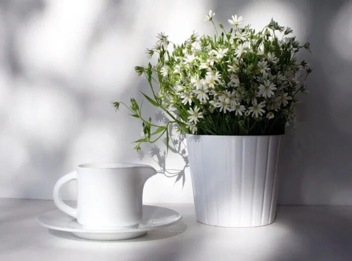 Красивая девушка смеется. Девушка с цветами. Настроение бел. Цвет настроения белый надпись. Настроение бел.