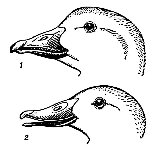 Отряд Гусеобразные клюв. Строение клюва гусеобразных. Строение клюва утки кряквы. Строение клюва кряква. Лоб лбы клюв клювы