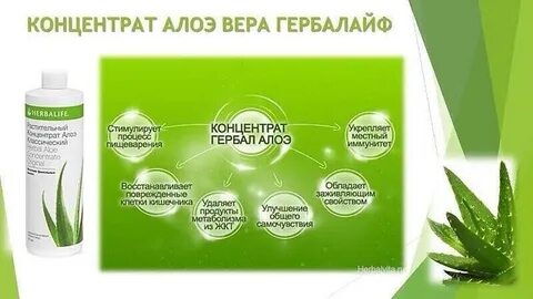 Напиток алоэ гербалайф отзывы