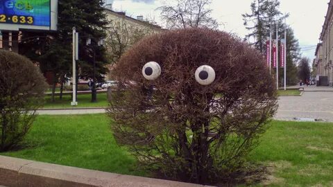 Даже кустов