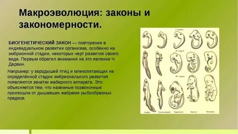 Процесс образования новых видов называется