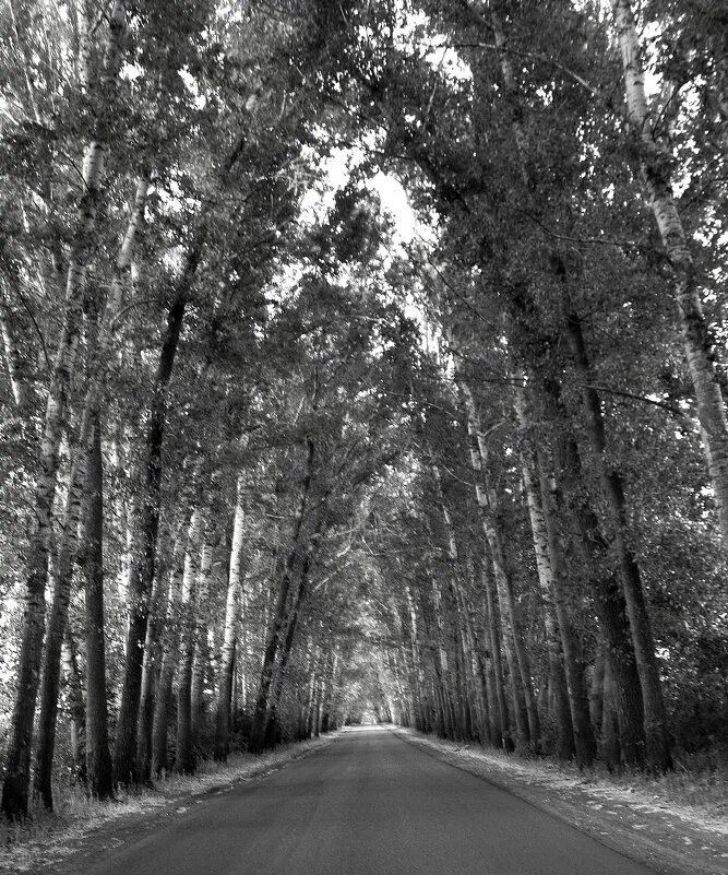 Аллея серебристых тополей глава 120. Аллея серебристых тополей глава 120. Аллея серебристых тополей глава 120. Аллея серебристых тополей глава 120. Аллея серебристых тополей глава 120.