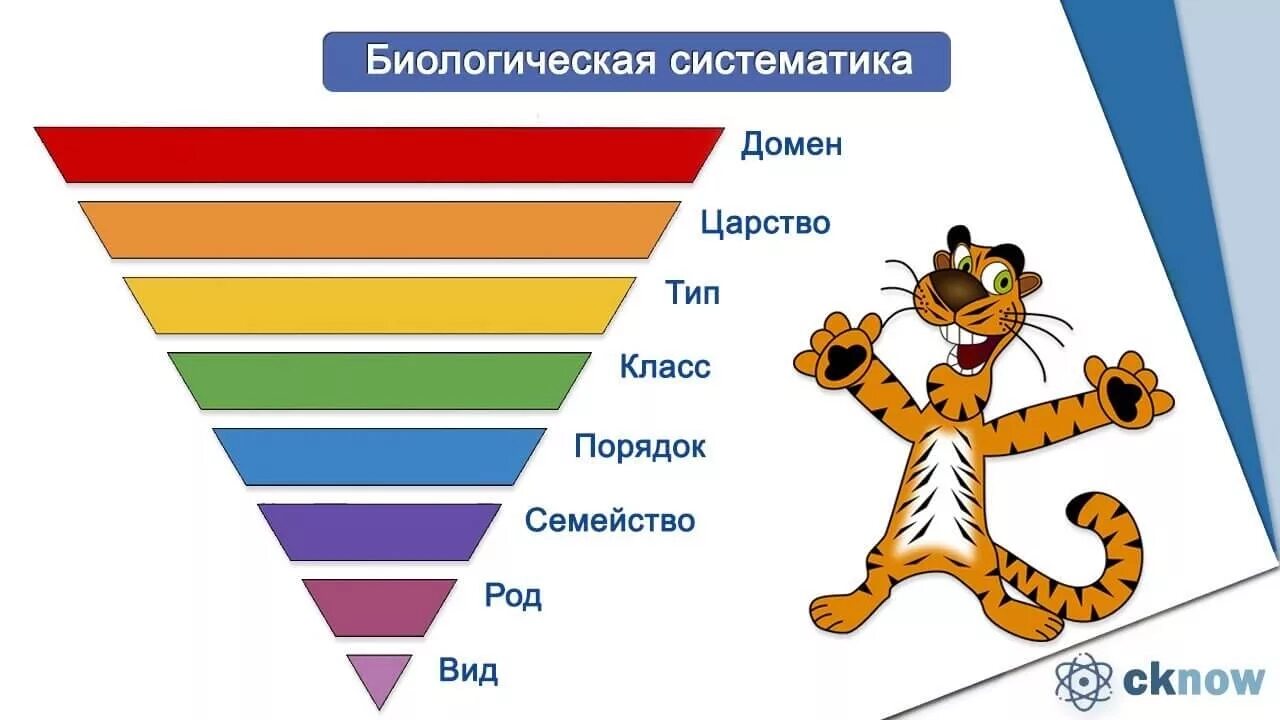 Домен организмов. Систематика. Систематизация биологических видов. Видовая систематика. Биологическая систематика животных и растений.