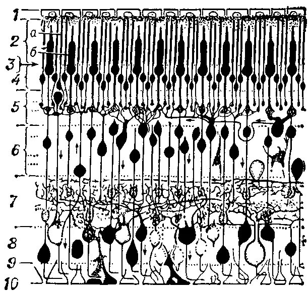 Хориоретинальная дистрофия. Микроскопическое строение сетчатки. Палочки и колбочки сетчатки строение. Наружный сетчатый слой сетчатки. 3 сетчатка.