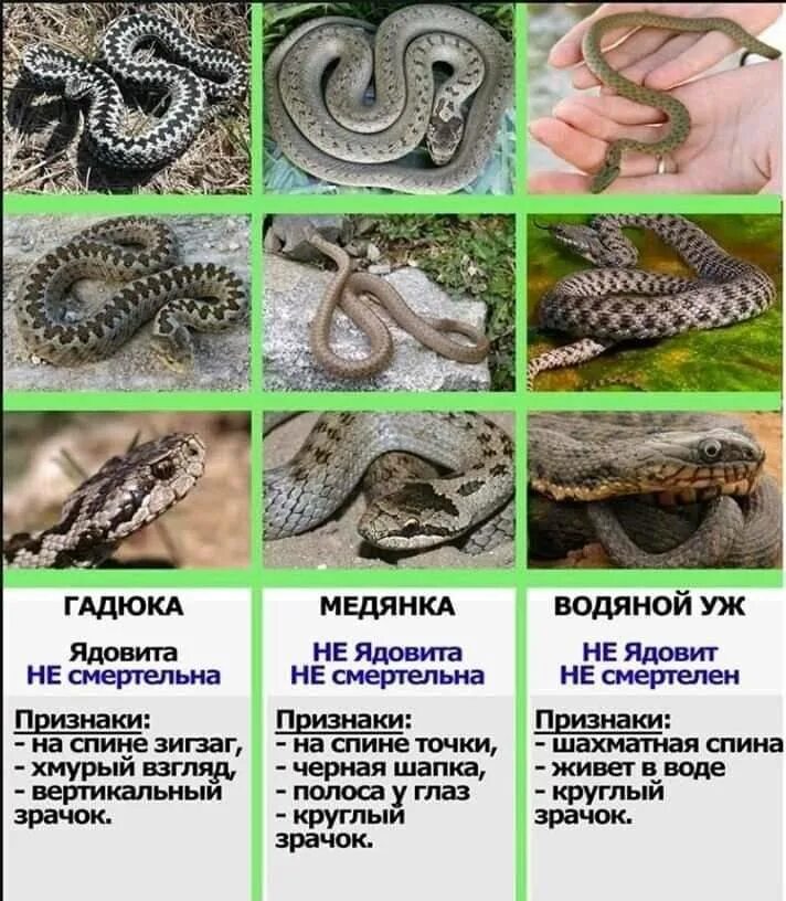 Как отличить медянку от гадюки