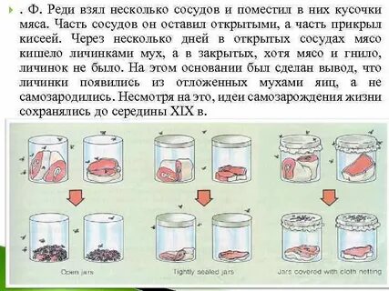Опыт с сосудами и кусочками гнилого мяса