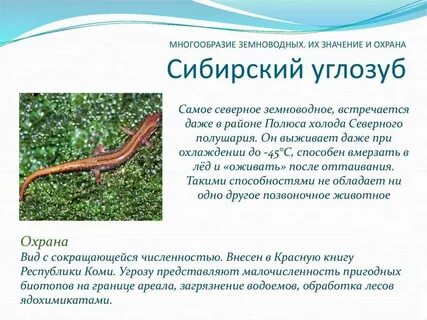 Описание разнообразие