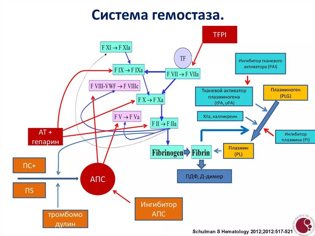 Vascular-platelet hemostasis. Слово из букв гемостаз. Виды гемостаза. Слово из букв гемостаз. Гемостаз факторы свертывания.