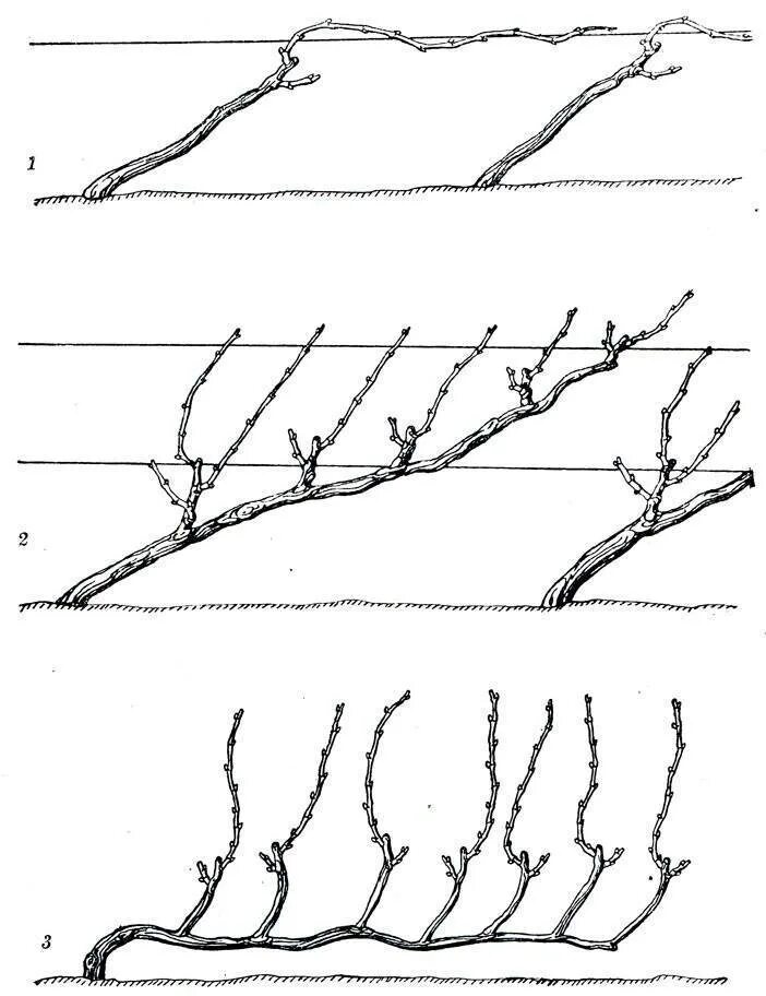 Схемы формировки куста винограда. Формировка лозы винограда. Схема формировки виноградного куста. Формировка куста винограда.