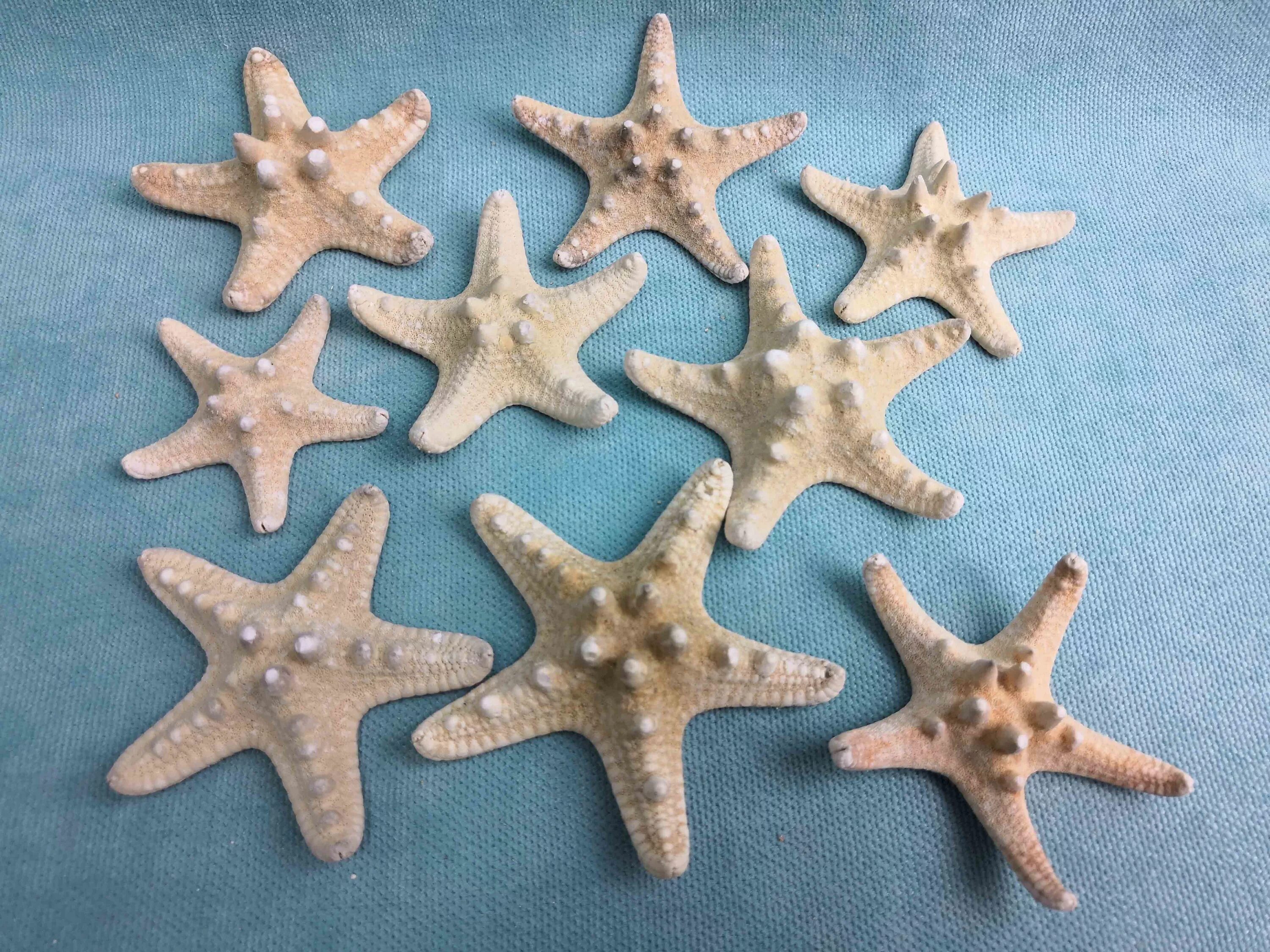 Морская звезда сувенир. Сувениры из морских звезд. Сувениры на морскую тематику. Морская звезда Филиппинская.