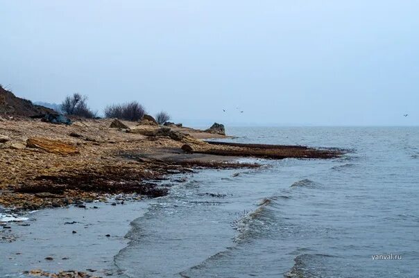 Морской чулек фото YugNash.ru