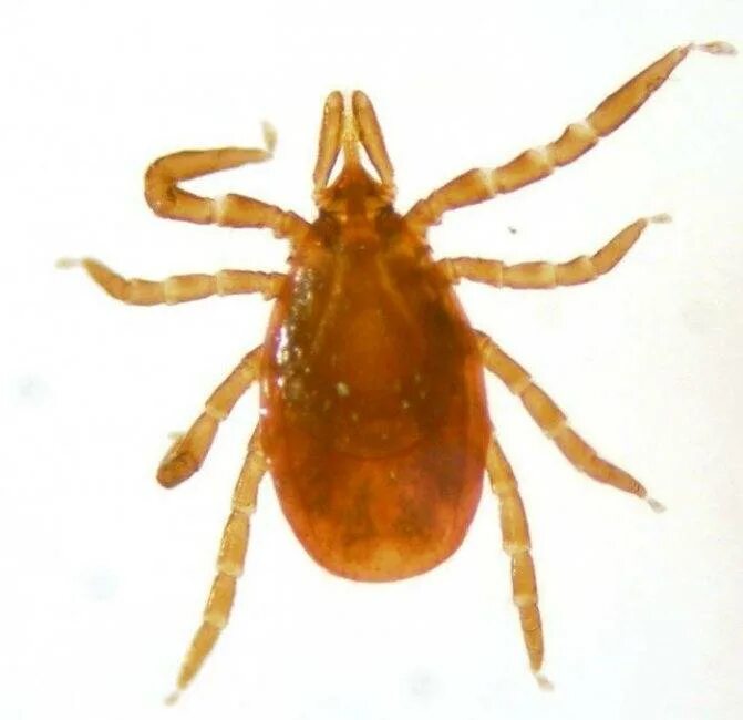 Сколько живет клещ без еды. Ixodes Ricinus. Ixodes persulcatus и Ixodes Ricinus. Североазиатский клещевой риккетсиоз. Иксодес персулькатус.