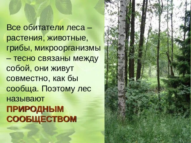 Почему лес называют сообществом 2 класс рассказ. Природное сообщество лес. Охрана лесного сообщества кратко. Природные сообщества лес и его обитатели. Особенности леса как природного сообщества.