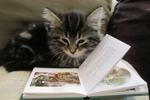 Читаем котову